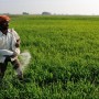 Fertiliser sector welcomes complete deregulation sans gas subsidies