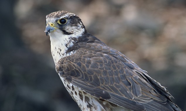 Rare Saker Falcon Bought for $72,000 in Riyadh Auction 