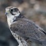 Rare Saker Falcon Bought for $72,000 in Riyadh Auction 