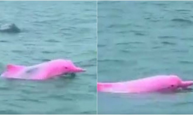 Pink dolphins spotted in the sea goes viral on internet, watch video