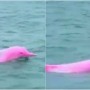 Pink dolphins spotted in the sea goes viral on internet, watch video