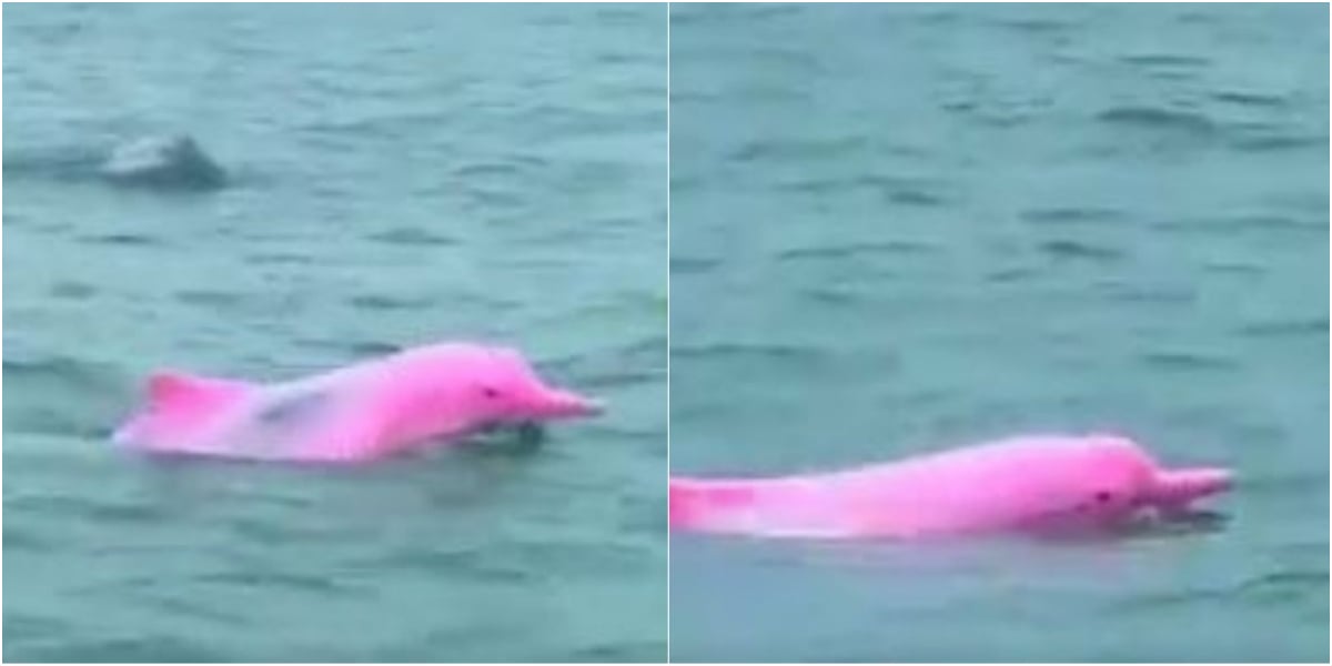 Pink Dolphins Spotted In The Sea Goes Viral On Internet Watch Video pink-dolphins-spotted-in-the-sea-goes-viral-on-internet-watch-video