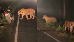 Watch: Tigers appear on a highway out of nowhere, video goes viral