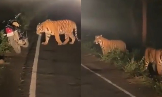 Watch: Tigers appear on a highway out of nowhere, video goes viral