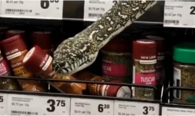 10 foot tall Python enters in the supermarket, leaves people shocked