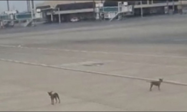 WATCH: Stray dogs make way to Karachi airport’s runway