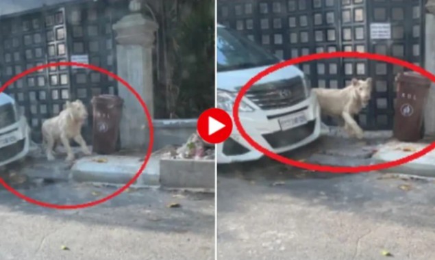 The terrified lion came on the road, people get panicked, watch video