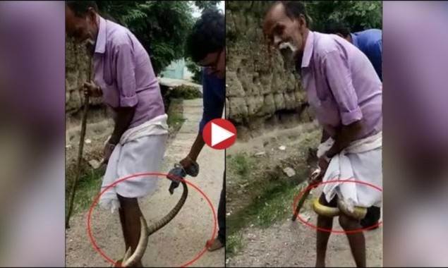Dangerous snake clung to the elderly citizen’s legs, watch video