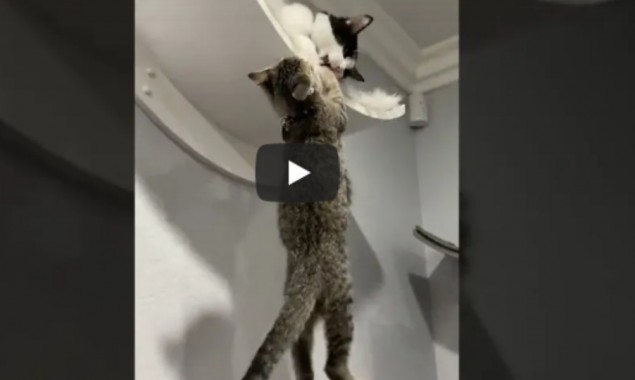 Amazing video of cats goes viral on social media, watch
