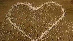 Australian farmer pays tribute to his late aunt heart made out of sheep