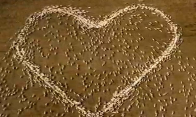 Australian farmer pays tribute to his late aunt by love heart made out of sheep