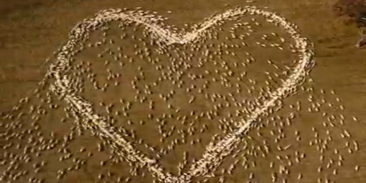 Australian farmer pays tribute to his late aunt heart made out of sheep