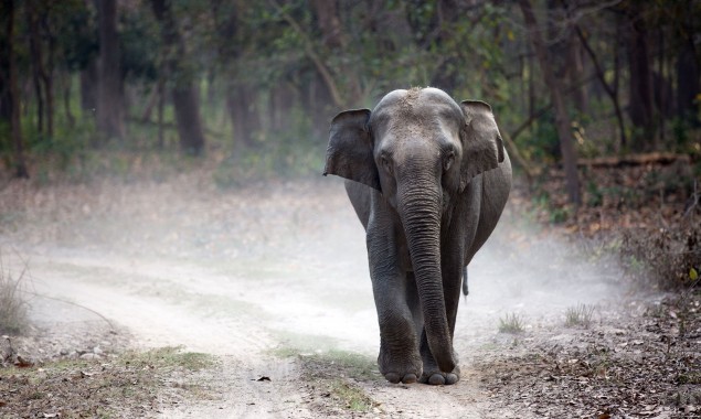 Tanzanian woman killed by marauding elephants