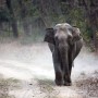 Tanzanian woman killed by marauding elephants