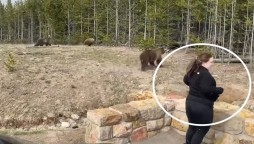 Yellowstone tourist charged after getting too close to a bear