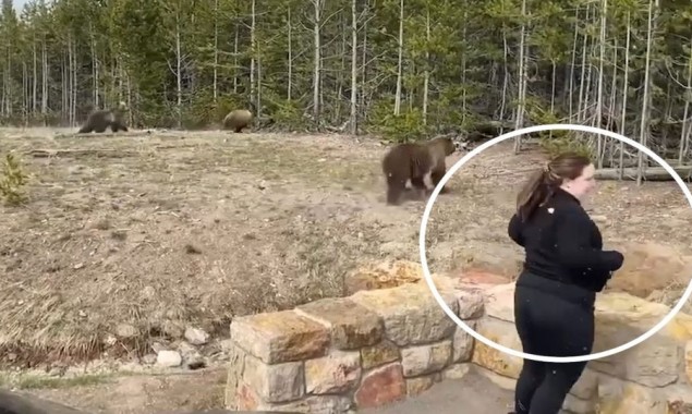 Yellowstone Tourist Charged After Getting Too Close To A Bear