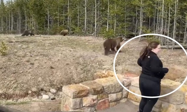 Yellowstone tourist charged after getting too close to a bear
