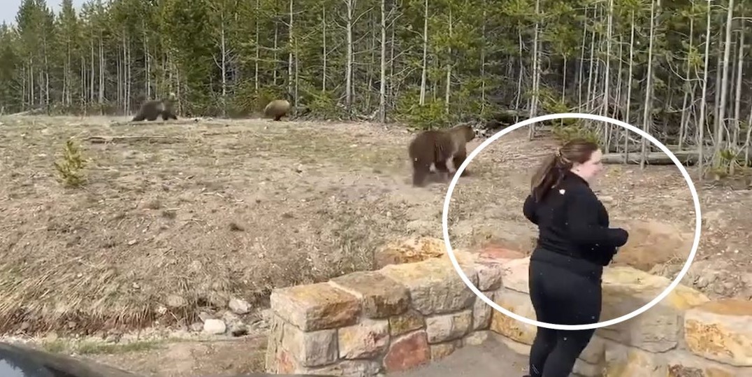 Yellowstone tourist charged after getting too close to a bear