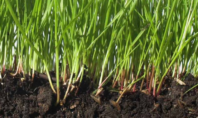 Research finds sulfur amendments can mitigate soil contamination 