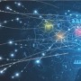 AI Networks Modelled on Human Brain Connectivity Can Execute Cognitive Tasks