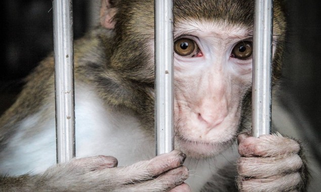 Monkey brought for corona vaccine trial escapes from Lahore University