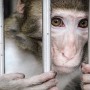 Monkey brought for corona vaccine trial escapes from Lahore University