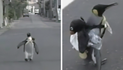 Have you ever wondered? A “bird" out of the Antarctic