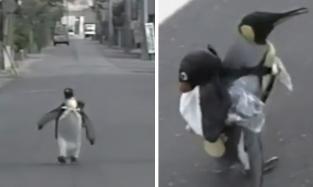 Have you ever wondered? A “bird” out of the Antarctic