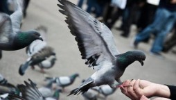 Property worth millions of rupees named after birds, Millionaire Pigeons