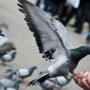 Property worth millions of rupees named after birds, Millionaire Pigeons