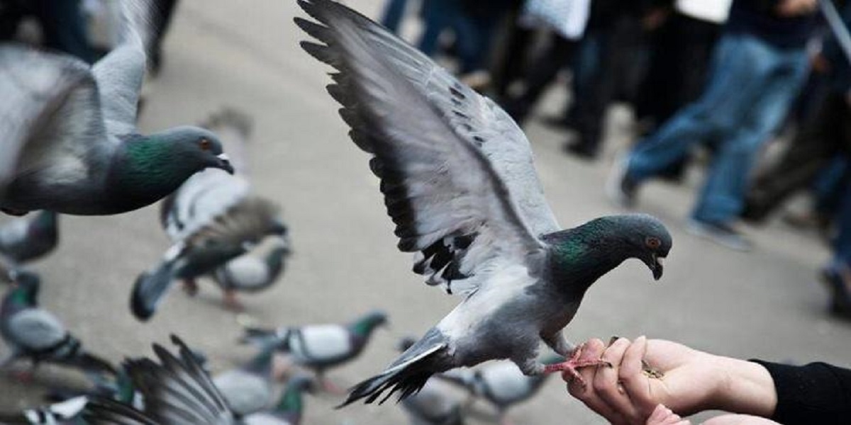 Property worth millions of rupees named after birds, Millionaire Pigeons