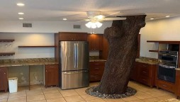 Massive oak tree stands in the center of this Florida mansion