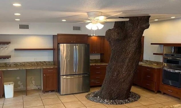 Massive oak tree stands in the center of this Florida mansion