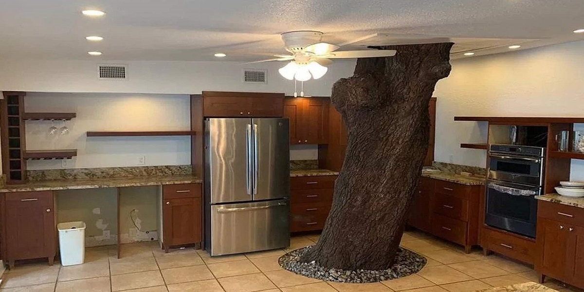 Massive oak tree stands in the center of this Florida mansion