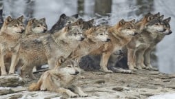 North Carolina: Authorities captured nine escaped wolf-dog hybrids