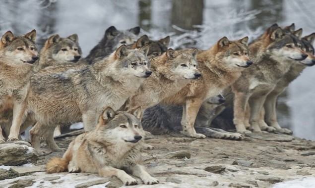 North Carolina: Authorities captured nine escaped wolf-dog hybrids