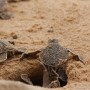 Two-Headed Sea Turtle Found In South Carolina Beach
