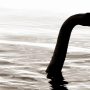 Sightings of Loch Ness monster reported in China