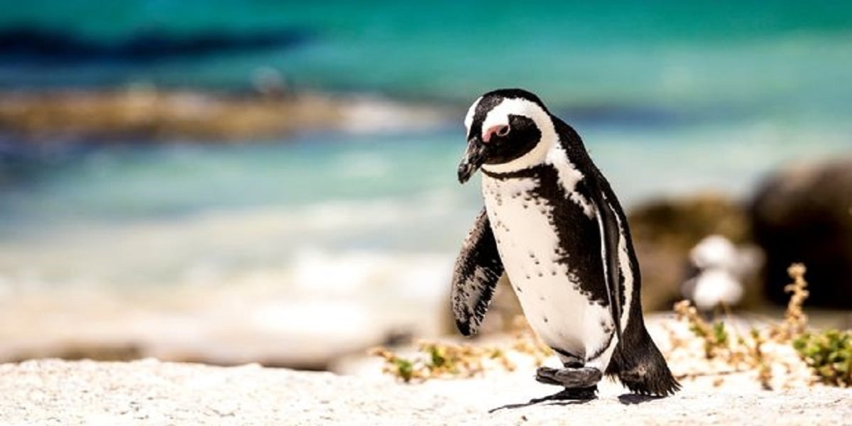 Beehive kill 60 penguins by stinging them in the eyes