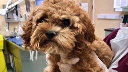 Florida woman’s misplaced puppy reappears on Facebook nearly a year later