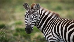 Two runaway zebras were captured after straying into a Wisconsin road