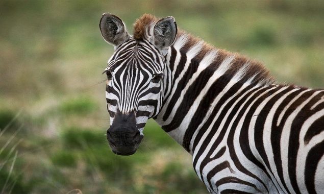 Two runaway zebras were captured after straying into a Wisconsin road