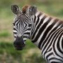 Two runaway zebras were captured after straying into a Wisconsin road