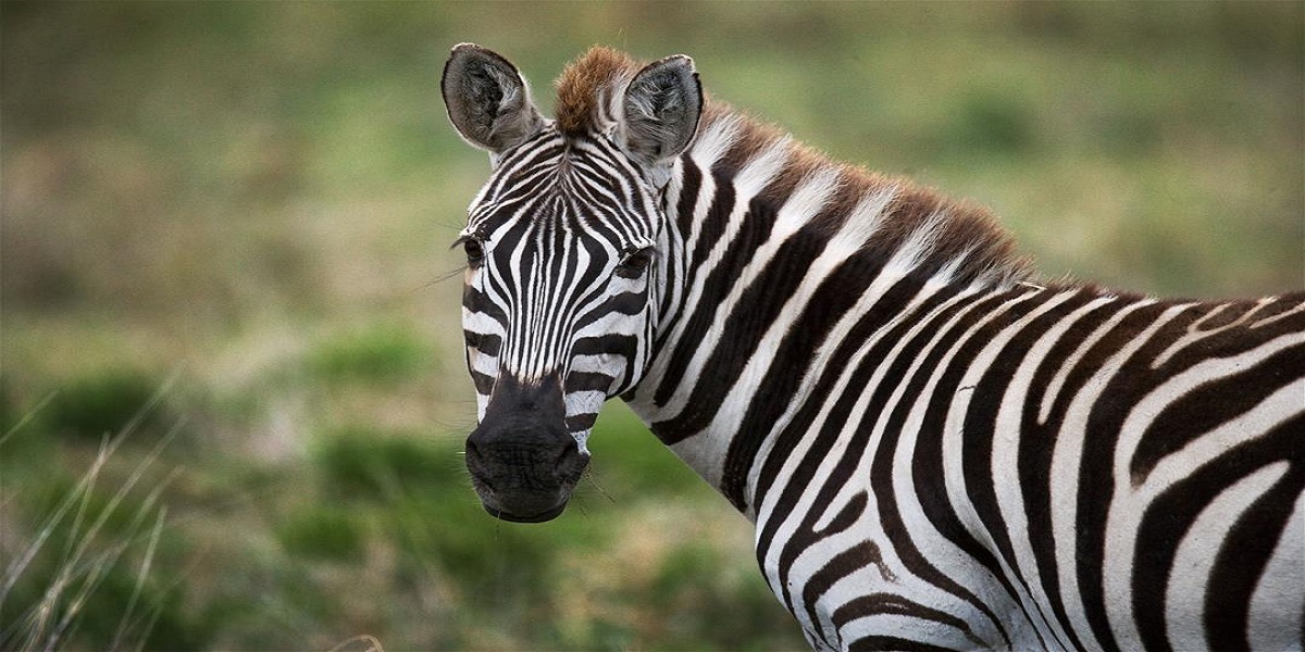 Two runaway zebras were captured after straying into a Wisconsin road