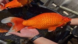 Oversized Goldfish are wreaking havoc on a Minnesota lake