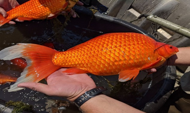 Oversized Goldfish are wreaking havoc on a Minnesota lake