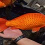 Oversized Goldfish are wreaking havoc on a Minnesota lake