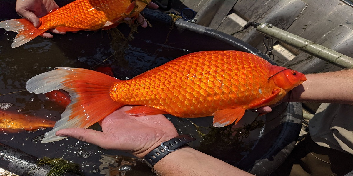 Oversized Goldfish are wreaking havoc on a Minnesota lake