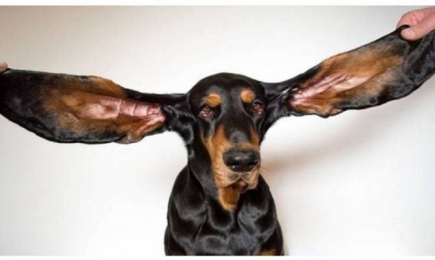 12-inch ears of an Oregon dog sets a Guinness World Record