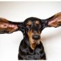 12-inch ears of an Oregon dog sets a Guinness World Record